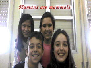 Humans are mammals