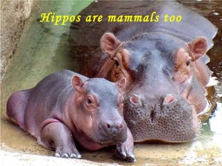 Hippos are mammals too