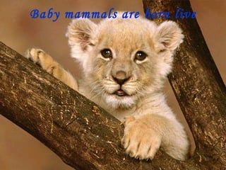 Baby mammals are born live