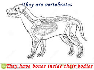 They are vertebrates
They have bones inside their bodies