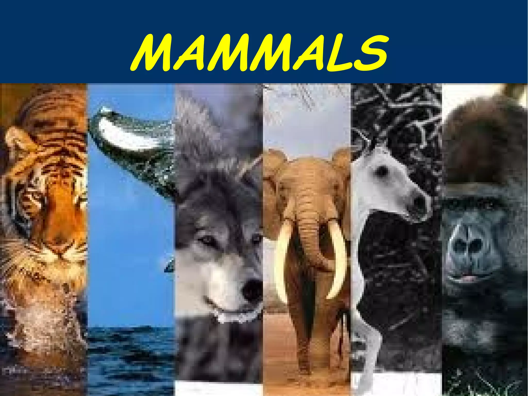 Mammals ok | ODP