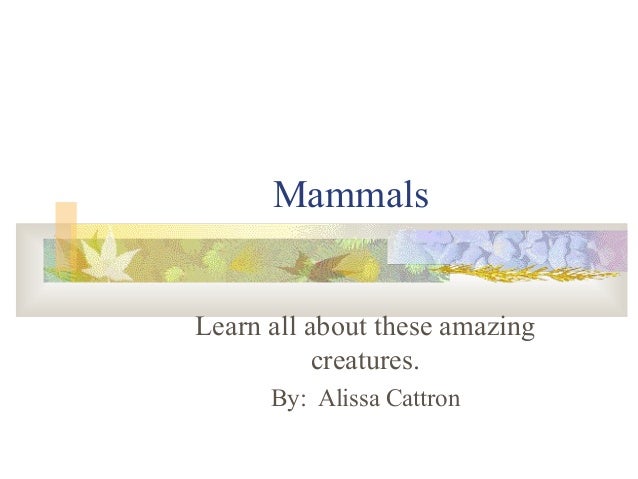 Mammals presentation Slide 1