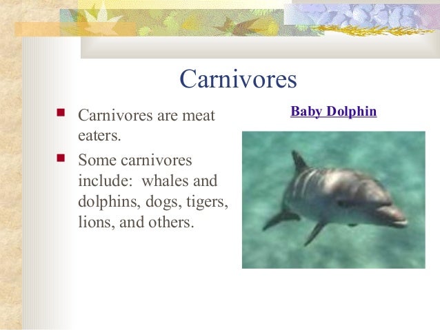 Mammals presentation Slide 13