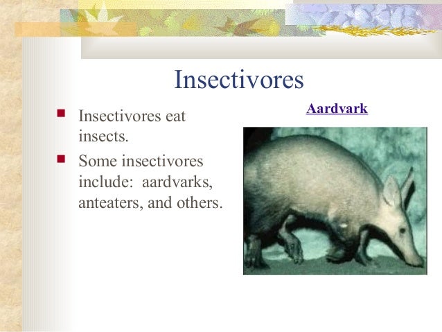 Mammals presentation Slide 15
