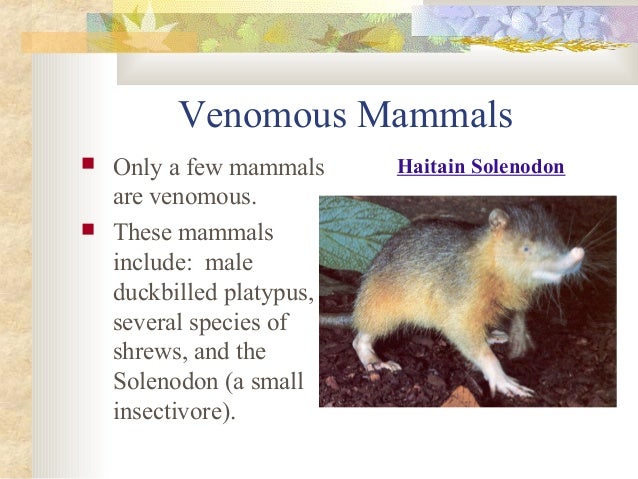 Mammals presentation Slide 16