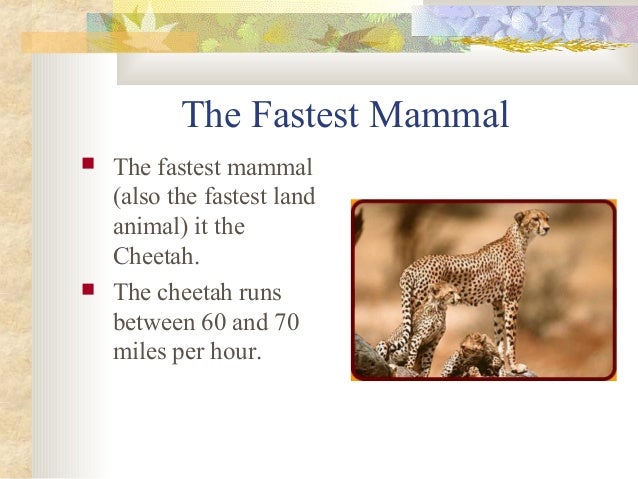 Mammals presentation Slide 18