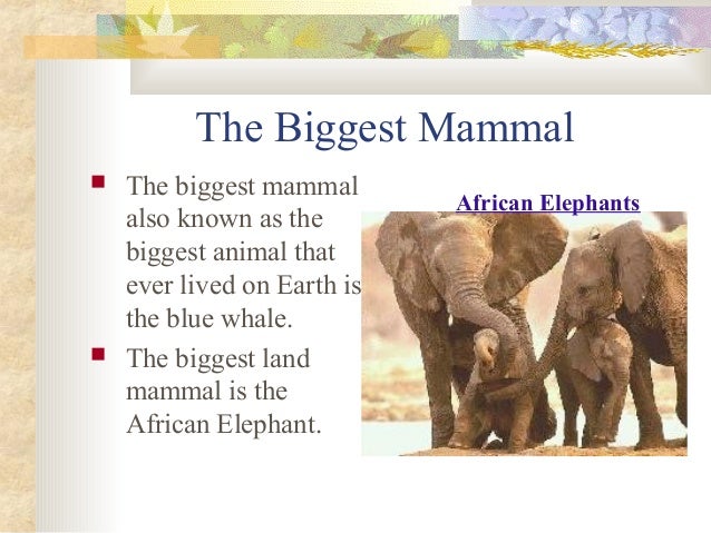 Mammals presentation Slide 20