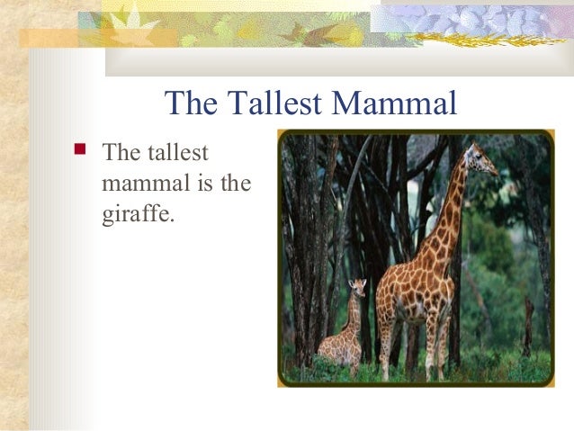 Mammals presentation Slide 21