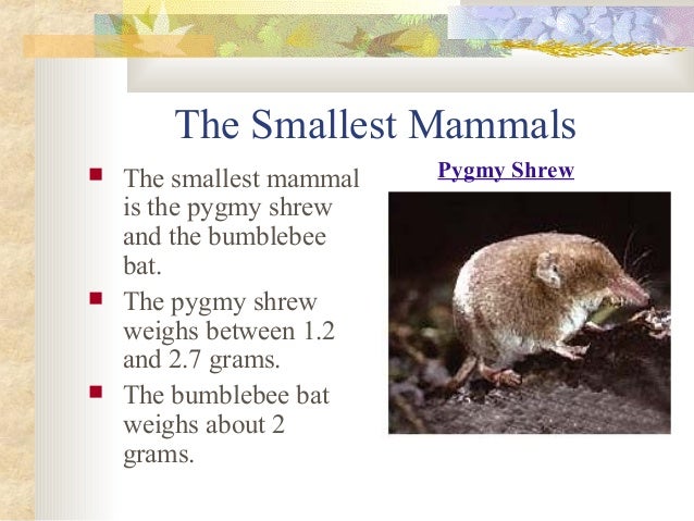 Mammals presentation Slide 22