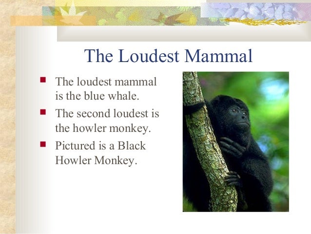 Mammals presentation Slide 23