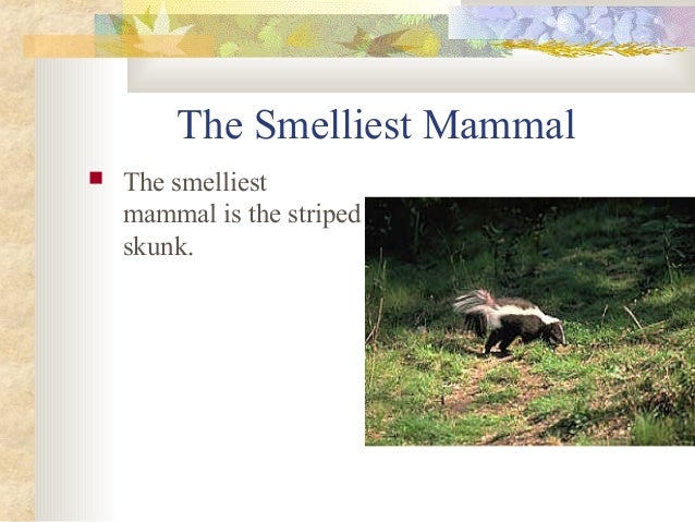Mammals presentation Slide 24