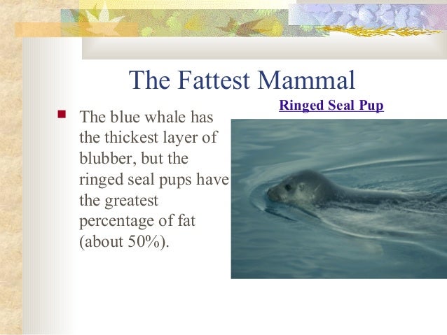 Mammals presentation Slide 25