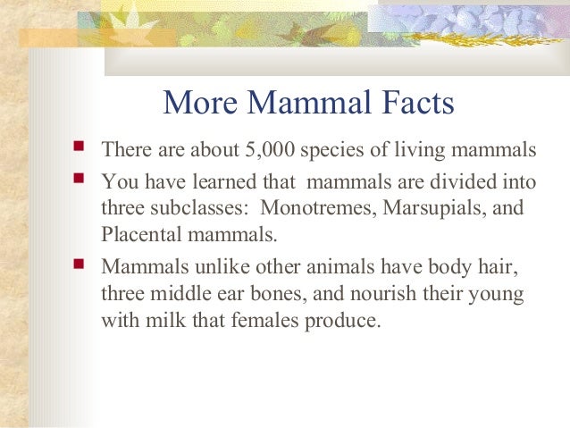 Mammals presentation