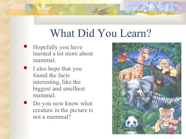 Mammals presentation Slide 27