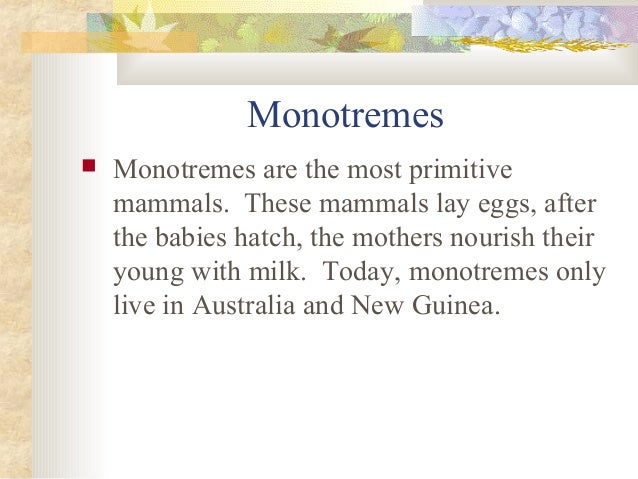 Mammals presentation Slide 4