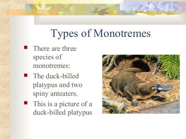 Mammals presentation Slide 5
