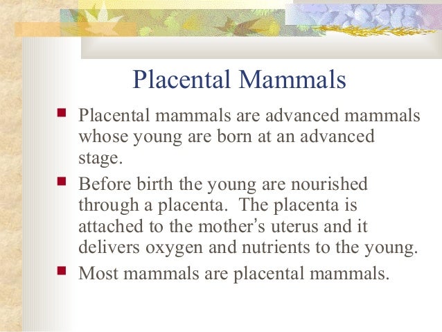 Mammals presentation Slide 8