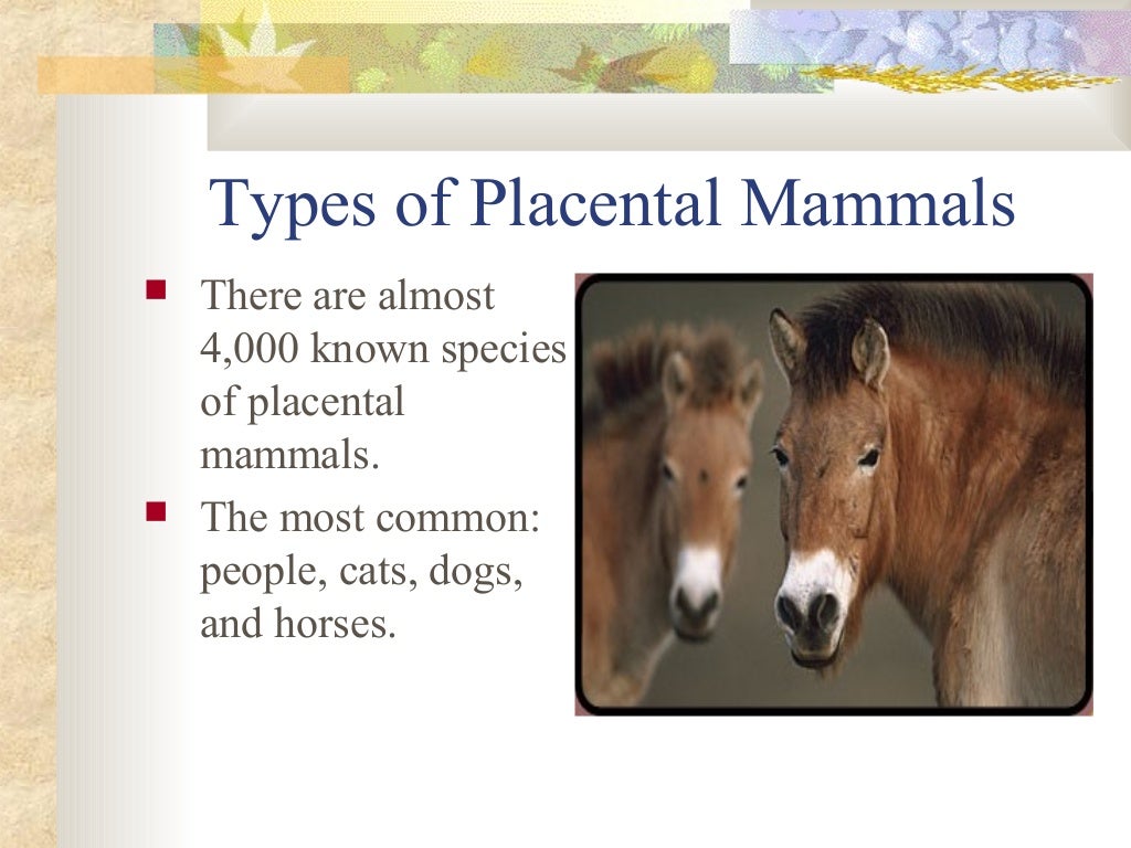 Mammals presentation
