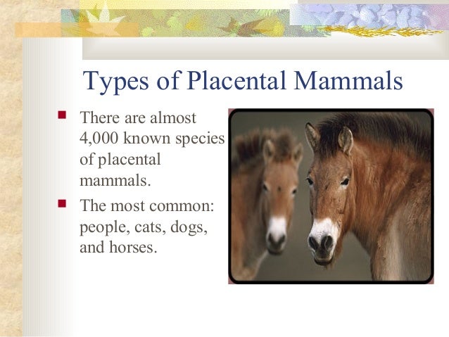 Mammals presentation Slide 9