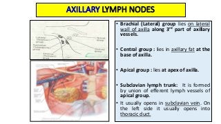 Mammary gland.pptx