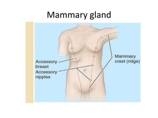 Mammary gland
 