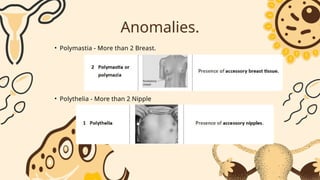 Mammary Gland Notes and Presentation of MBBS 1st Year | PPTX