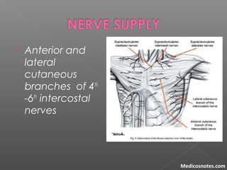  Anterior and
lateral
cutaneous
branches of 4th
-6th
intercostal
nerves
Medicosnotes.com
 