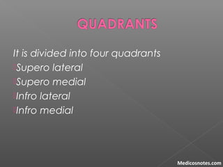 It is divided into four quadrants
Supero lateral
Supero medial
Infro lateral
Infro medial
Medicosnotes.com
 