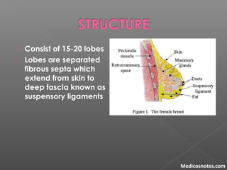 Consist of 15-20 lobes
 Lobes are separated
fibrous septa which
extend from skin to
deep fascia known as
suspensory ligaments
Medicosnotes.com
 