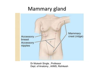 Mammary gland
Dr Mukesh Singla , Professor
Dept. of Anatomy , AIIMS, Rishikesh
 