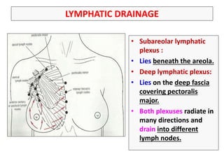 LYMPHATIC DRAINAGE
• Subareolar lymphatic
plexus :
• Lies beneath the areola.
• Deep lymphatic plexus:
• Lies on the deep fascia
covering pectoralis
major.
• Both plexuses radiate in
many directions and
drain into different
lymph nodes.
 