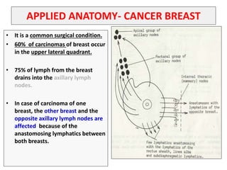 APPLIED ANATOMY- CANCER BREAST
• It is a common surgical condition.
• 60% of carcinomas of breast occur
in the upper lateral quadrant.
• 75% of lymph from the breast
drains into the axillary lymph
nodes.
• In case of carcinoma of one
breast, the other breast and the
opposite axillary lymph nodes are
affected because of the
anastomosing lymphatics between
both breasts.
 