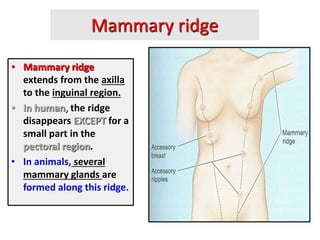 Mammary ridge
• Mammary ridge
extends from the axilla
to the inguinal region.
• In human, the ridge
disappears EXCEPT for a
small part in the
pectoral region.
• In animals, several
mammary glands are
formed along this ridge.
 