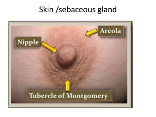 Skin /sebaceous gland
 