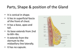 Parts, Shape & position of the Gland
• It is conical in shape.
• It lies in superficial fascia
of the front of chest.
• It has a base, apex and
tail.
• Its base extends from 2nd
to 6th ribs.
• It extends from the
sternum to the
midaxillary line laterally.
• It has no capsule.
 