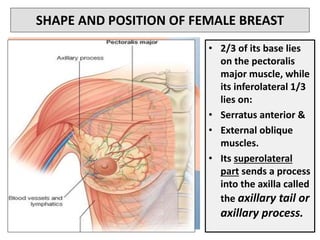 SHAPE AND POSITION OF FEMALE BREAST
• 2/3 of its base lies
on the pectoralis
major muscle, while
its inferolateral 1/3
lies on:
• Serratus anterior &
• External oblique
muscles.
• Its superolateral
part sends a process
into the axilla called
the axillary tail or
axillary process.
 
