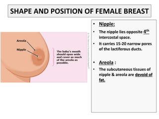 SHAPE AND POSITION OF FEMALE BREAST
• Nipple:
• The nipple lies opposite 4th
intercostal space.
• It carries 15-20 narrow pores
of the lactiferous ducts.
• Areola :
• The subcutaneous tissues of
nipple & areola are devoid of
fat.
 