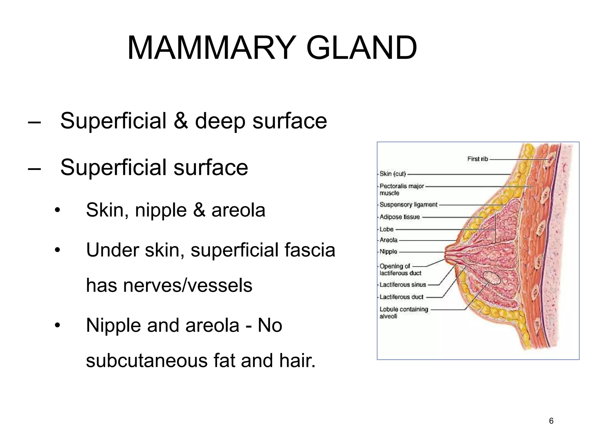 Mammary glands | PPTX