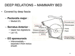 10
DEEP RELATIONS – MAMMARY BED
• Covered by deep fascia
– Pectoralis major :
• Medial 2/3,
– Serratus Anterior :
• Upper two digitations
• Lat 1/3,
– EO aponeurosis
• Inferomedially –
separate it from rectus
sheath
 