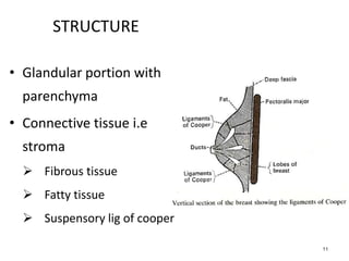 11
STRUCTURE
• Glandular portion with
parenchyma
• Connective tissue i.e
stroma
 Fibrous tissue
 Fatty tissue
 Suspensory lig of cooper
 