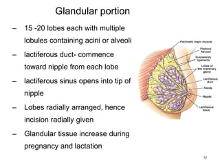 Glandular portion
– 15 -20 lobes each with multiple
lobules containing acini or alveoli
– lactiferous duct- commence
toward nipple from each lobe
– lactiferous sinus opens into tip of
nipple
– Lobes radially arranged, hence
incision radially given
– Glandular tissue increase during
pregnancy and lactation
12
 