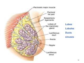 13
Lobes
Lobules
Ducts
sinuses
 