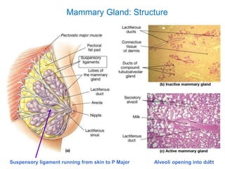14
Mammary Gland: Structure
Alveoli opening into ductSuspensory ligament running from skin to P Major
 