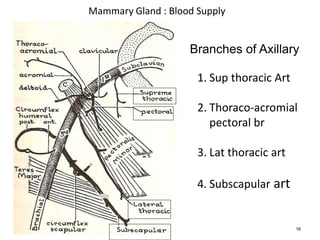 16
Mammary Gland : Blood Supply
Branches of Axillary
1. Sup thoracic Art
2. Thoraco-acromial
pectoral br
3. Lat thoracic art
4. Subscapular art
 