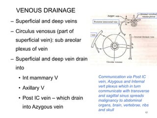 17
Communication via Post IC
vein, Azygous and Internal
vert plexus which in turn
communicate with transverse
and sagittal sinus spreads
malignancy to abdominal
organs, brain, vertebrae, ribs
and skull
VENOUS DRAINAGE
– Superficial and deep veins
– Circulus venosus (part of
superficial vein): sub areolar
plexus of vein
– Superficial and deep vein drain
into
• Int mammary V
• Axillary V
• Post IC vein – which drain
into Azygous vein
 