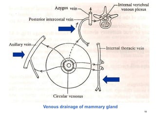 18
Venous drainage of mammary gland
 