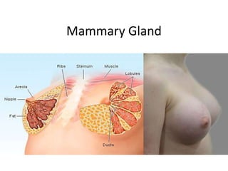 Mammary Gland
 