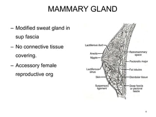 4
MAMMARY GLAND
– Modified sweat gland in
sup fascia
– No connective tissue
covering.
– Accessory female
reproductive org
 