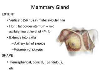 Mammary Gland
EXTENT
• Vertical : 2-6 ribs in mid-clavicular line
• Hori : lat border sternum – mid
axillary line at level of 4th rib
• Extends into axilla
– Axillary tail of SPENCE
– Foramen of LANGER
SHAPE
• hemispherical, conical, pendulous,
etc
 