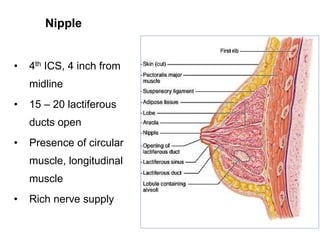 Nipple
• 4th ICS, 4 inch from
midline
• 15 – 20 lactiferous
ducts open
• Presence of circular
muscle, longitudinal
muscle
• Rich nerve supply
 
